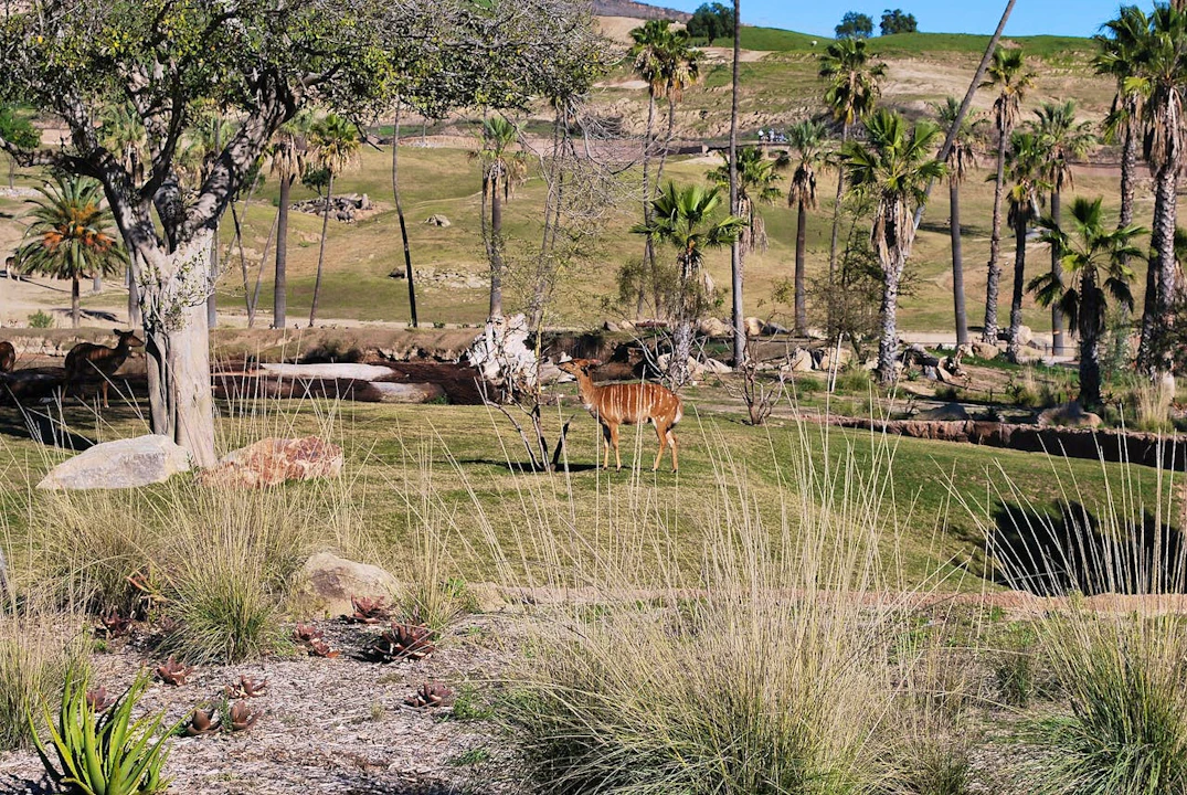 San Diego Zoo Safari Park Ticket Location